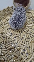 PF79735 - Hedgehog Small & Furry