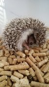 PF79735 - Hedgehog Small & Furry