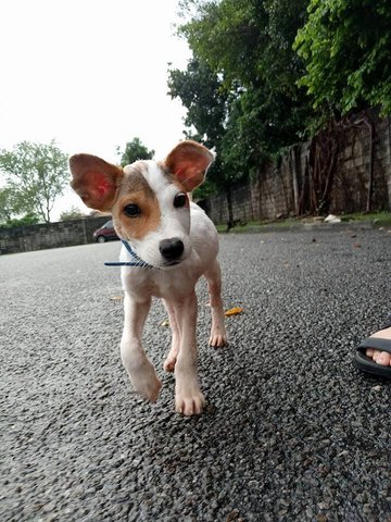 Whitey - Mixed Breed Dog