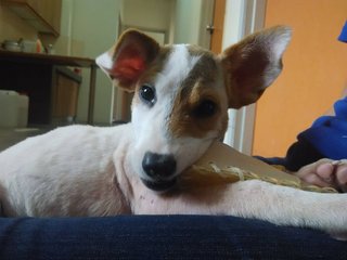 Whitey - Mixed Breed Dog