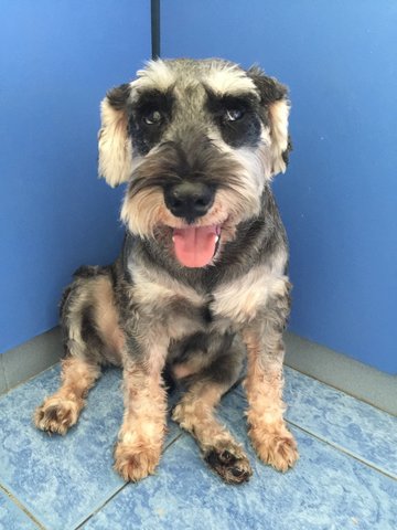 Giant - Schnauzer Dog