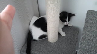 Oreo - Domestic Short Hair Cat