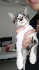 Sweet Kitten Urgently Needs A Home - Domestic Short Hair Cat