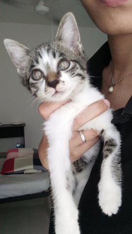 Sweet Kitten Urgently Needs A Home - Domestic Short Hair Cat