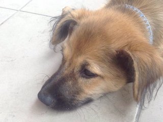 Coco - Mixed Breed Dog