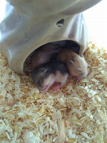 2 Weeks Old Winter Hamsters For Adoption - Common Hamster Hamster