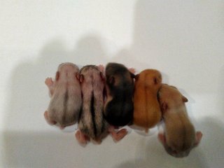 2 Weeks Old Winter Hamsters For Adoption - Common Hamster Hamster