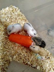 2 Weeks Old Winter Hamsters For Adoption - Common Hamster Hamster