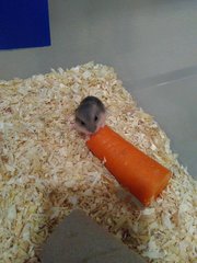 2 Weeks Old Winter Hamsters For Adoption - Common Hamster Hamster