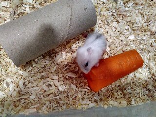 2 Weeks Old Winter Hamsters For Adoption - Common Hamster Hamster