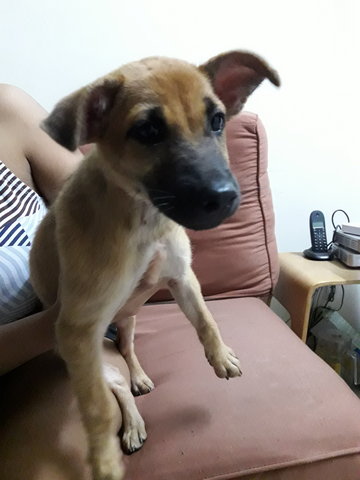 Sandy - Mixed Breed Dog