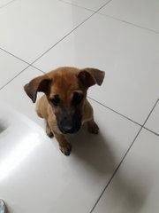 Sandy - Mixed Breed Dog