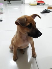 Sandy - Mixed Breed Dog