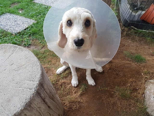 Piper - Poodle + Cocker Spaniel Dog