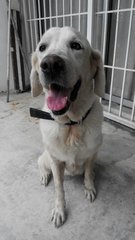 Jinny Girl - Labrador Retriever Dog