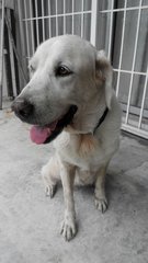 Jinny Girl - Labrador Retriever Dog