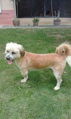 Shaggy Boy - Terrier + Shih Tzu Dog