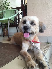 Shaggy Boy - Terrier + Shih Tzu Dog