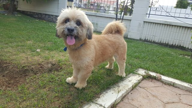 Shaggy Boy - Terrier + Shih Tzu Dog