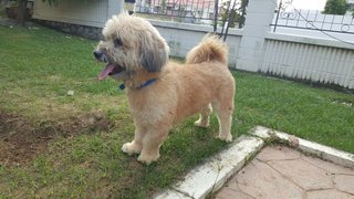 Shaggy Boy - Terrier + Shih Tzu Dog