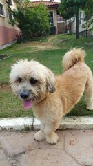 Shaggy Boy - Terrier + Shih Tzu Dog