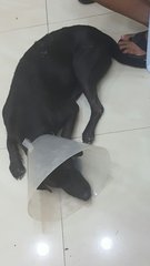 Black Dog Found In Saujana Puchong - Labrador Retriever Mix Dog