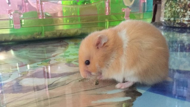 Young Syrian Hamsters - Syrian / Golden Hamster Hamster