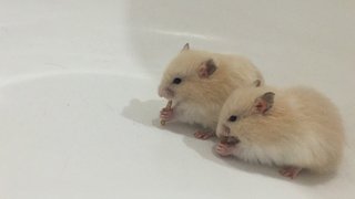 Cream with white in the middle (male) x2