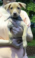 Ruby - Labrador Retriever Mix Dog