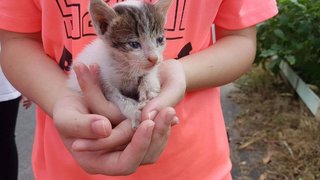 Panda - American Curl + Abyssinian Cat