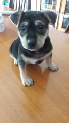 4 Female Puppies - Mixed Breed Dog