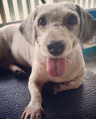 Dale (Female)  - Poodle + Terrier Dog