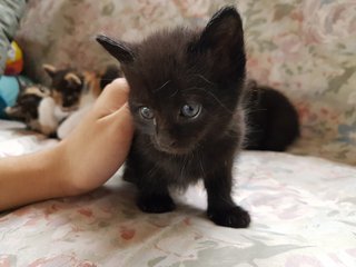 Black Kittens - Domestic Medium Hair Cat