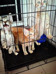 Triplet Kittens - Domestic Long Hair + Singapura Cat