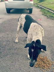 Polka - Dalmatian Mix Dog