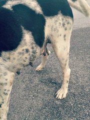 Polka - Dalmatian Mix Dog