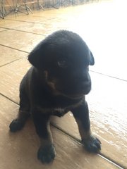 Boyboy - Mixed Breed Dog