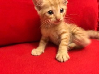 Orange - Oriental Short Hair Cat