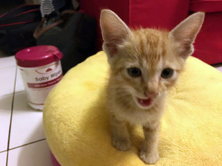 Orange - Oriental Short Hair Cat