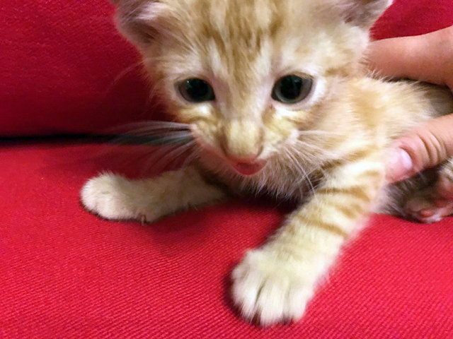 Orange - Oriental Short Hair Cat