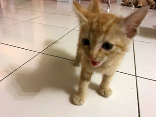 Orange - Oriental Short Hair Cat