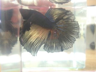 Black and Turquoise Halfmoon Male Betta