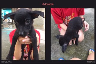 Female. first vaccine given