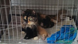 mother with kittens view