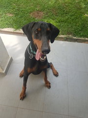 Sniper - Doberman Pinscher Dog