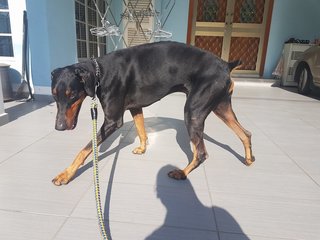 Sniper - Doberman Pinscher Dog