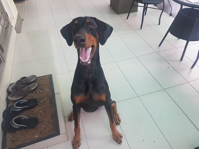 Sniper - Doberman Pinscher Dog