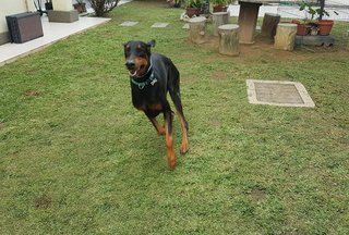 Sniper - Doberman Pinscher Dog