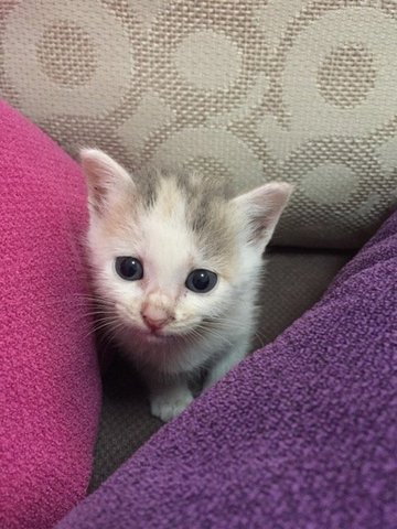 Duo - Domestic Short Hair Cat