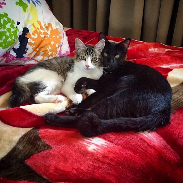 Harley And Ducati - American Shorthair Cat